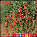 Goji berry where to buy fresh goji berries goji juice benefits